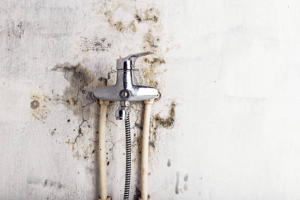 Best Basement Mold Remediation in Laredo, TX