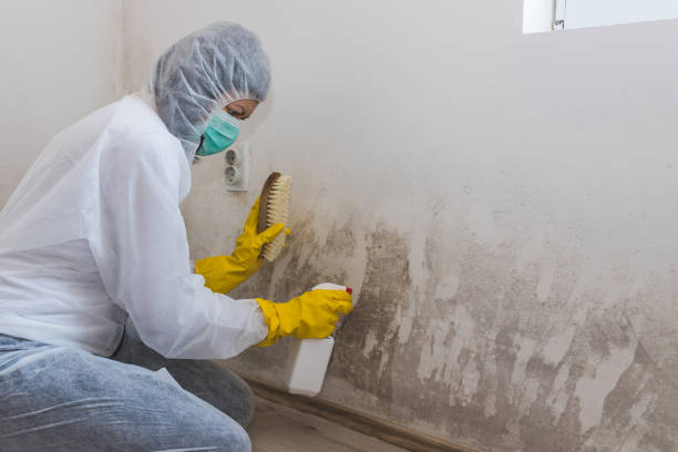 Best Mold Testing and Inspection Services in Laredo, TX