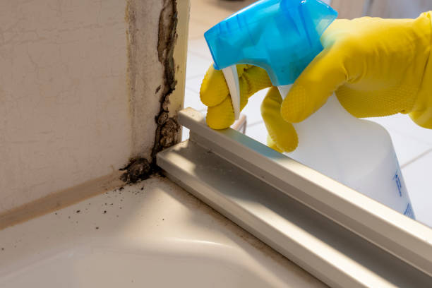 Laredo, TX Mold Remediation Company