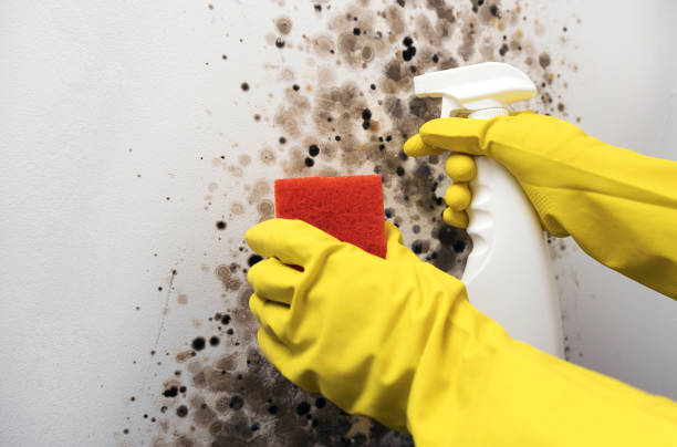 Best Post-Flood Mold Remediation in Laredo, TX