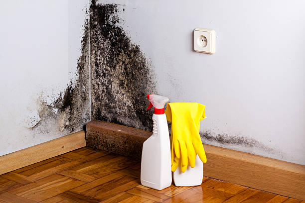 Best Localized Mold Remediation (e.g., coastal areas, humid climates) in Laredo, TX