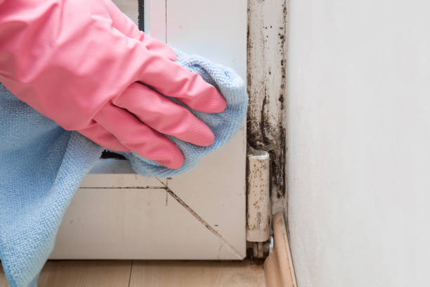 Best Health and Safety Mold Remediation in Laredo, TX